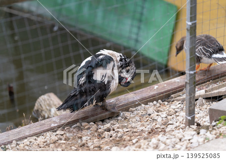 Goose preening on wooden rail in shaded aviary, closeup of feather grooming, calm posture, pebbled ground, background mate resting, rustic farm atmosphere, animal welfare context 139525085