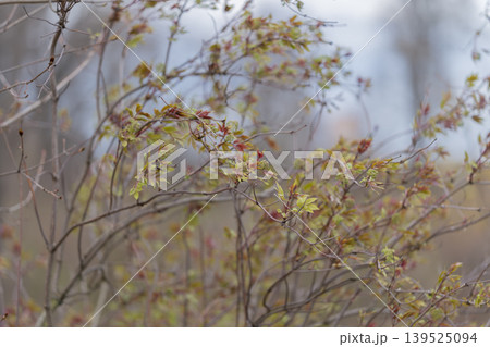 Gentle morning light on leaves. Delicate foliage illuminated by morning haze. Peaceful morning scene showcasing young branches bathed in soft light and light mist 139525094