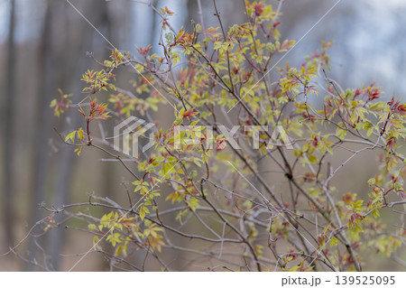 Closeup of leaf emerging from branch. Detailed view of sprouting leaf with muted colors. Magnified image capturing budding leaf with soft tones and shallow focus Closeup of leaf emerging from branch. Detailed view of sprouting leaf with muted colors. Magnified image capturing budding leaf with soft tones and shallow focus 139525095