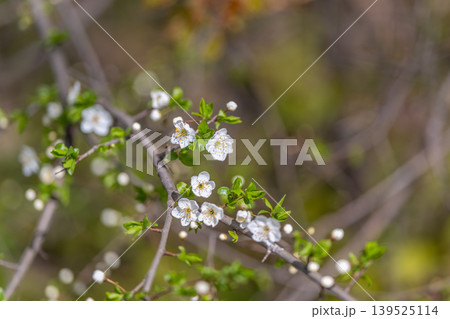 Flowers in sunlight. Graceful flowers radiating gentle illumination during sunny days. Delicate petals opening widely under soft caress of sunlight in peaceful gardens 139525114