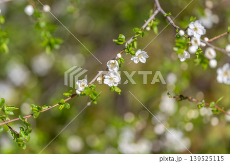 Single branch against smooth pastel bokeh clean composition, negative space, tranquil tone, subtle contrast between white petals and muted backdrop, modern minimalist aesthetic Single branch against smooth pastel bokeh clean composition, negative space, tranquil tone, subtle contrast between white petals and muted backdrop, modern minimalist aesthetic 139525115