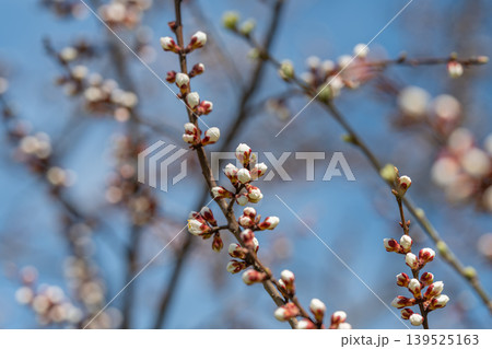 Layered stems suggest blooming potential. Bright sky contrasts with clustered buds showing depth. Scene captures anticipation of full blooms and thriving seasonal energy 139525163
