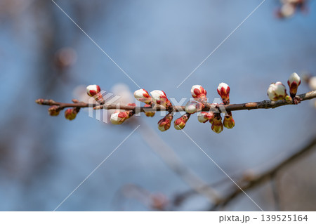 Delicate pink buds with fuzzy texture in close detail image. Intimate macro photograph highlighting soft fuzz and crisp texture of pink buds in springtime ambience Delicate pink buds with fuzzy texture in close detail image. Intimate macro photograph highlighting soft fuzz and crisp texture of pink buds in springtime ambience 139525164