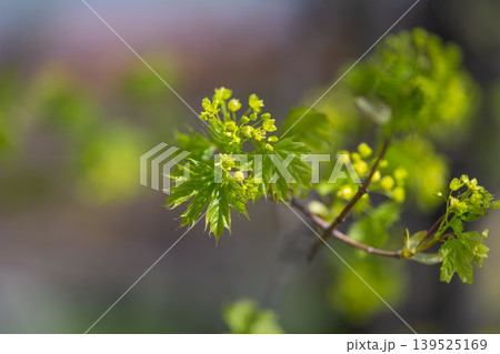 Gentle greenery accented by small blossoms in sunlight setting. Lush verdant foliage with minuscule flowers under radiant spring sunlight creating vibrant outdoor atmosphere Gentle greenery accented by small blossoms in sunlight setting. Lush verdant foliage with minuscule flowers under radiant spring sunlight creating vibrant outdoor atmosphere 139525169