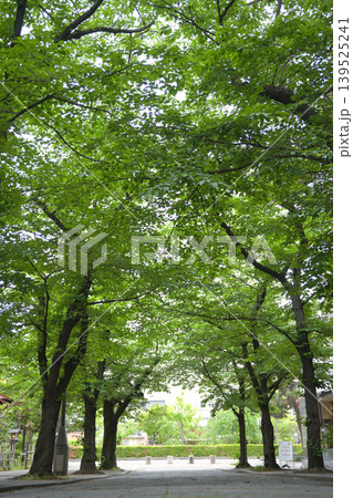 木漏れ日が美しい京都の街並み風景 木漏れ日が美しい京都の街並み風景 139525241