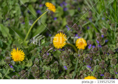 Bright floral ensemble. Vibrant dandelions and purple flowers in city landscape. Lively display of yellow and purple blossoms nestled amongst low leaves in city park scene 139525256