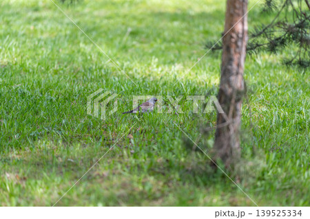 Bird observes nature. Serene bird watches quiet park. Quiet bird surveys peaceful woodland scene. Calm songbird near pine tree observes tranquil outdoor environment Bird observes nature. Serene bird watches quiet park. Quiet bird surveys peaceful woodland scene. Calm songbird near pine tree observes tranquil outdoor environment 139525334