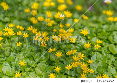 Green foliage pattern adorned with yellow stars suitable for branding. Lush leaf texture with recurring star symbols creating adaptable background for designs and branding 139525352
