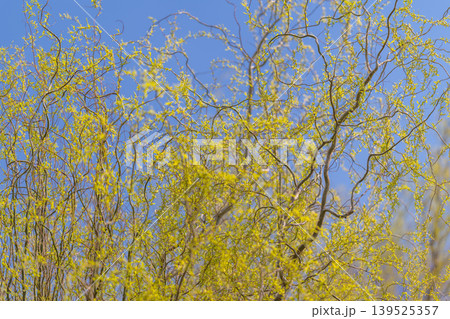 Dense yellow canopy against bright sky, interwoven branches creating rhythmic pattern, close framing emphasizes texture and cluster, mood of vitality and renewal 139525357