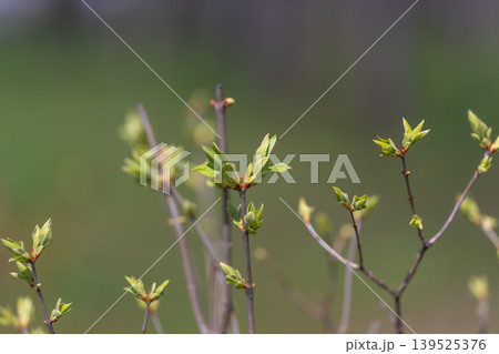 Vivid young plants under gentle sunlight. Delicate shoots in tranquil garden landscape scene. Emerging green buds peacefully thriving within lush natural outdoor environment Vivid young plants under gentle sunlight. Delicate shoots in tranquil garden landscape scene. Emerging green buds peacefully thriving within lush natural outdoor environment 139525376