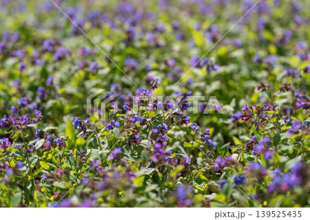 Soft lighting reveals delicate petals in tranquil landscape scene. Warm sunlight illuminating subtle details of translucent flowers amidst serene pastoral setting 139525435