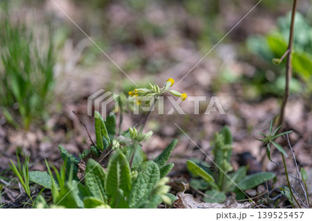 Bending cowslip with new growth. Lone cowslip sways on soil amidst budding foliage and breeze. Solitary cowslip tips over ground with emerging leaves and gentle wind motion Bending cowslip with new growth. Lone cowslip sways on soil amidst budding foliage and breeze. Solitary cowslip tips over ground with emerging leaves and gentle wind motion 139525457