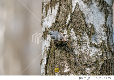 Nuthatch on tree bark detailed. Highresolution photograph capturing gray nuthatch on bark. Closeup shot showcasing detailed feather texture and beak profile of gray nuthatch 139525479