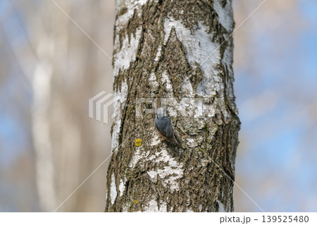 Whitebarked tree with solitary nuthatch. Quiet forest scene with bird and textured tree bark. Solitary nuthatch perched on snowlit tree trunk amidst silent forest scenery Whitebarked tree with solitary nuthatch. Quiet forest scene with bird and textured tree bark. Solitary nuthatch perched on snowlit tree trunk amidst silent forest scenery 139525480