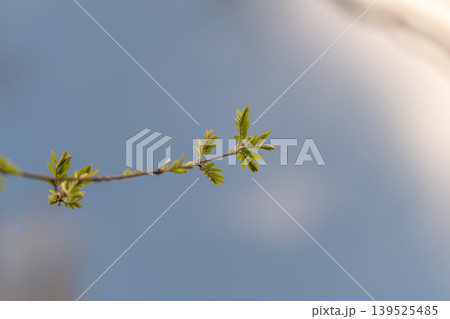 Simple plant outline. Serene abstract nature scene. Calm botanical silhouette on muted background. Minimalist floral shape with gentle color palette and tranquil feeling Simple plant outline. Serene abstract nature scene. Calm botanical silhouette on muted background. Minimalist floral shape with gentle color palette and tranquil feeling 139525485