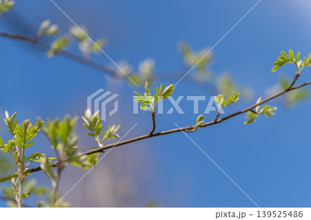 Delicate plant with angled branch and softly blurred sky background. Stylized botanical depiction highlighting slender leaves on slanting twig against hazy blue sky Delicate plant with angled branch and softly blurred sky background. Stylized botanical depiction highlighting slender leaves on slanting twig against hazy blue sky 139525486