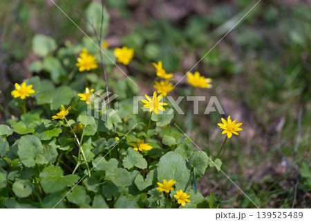 Yellow starshaped blossoms clustered closely. Delicate yellow flowers in star form bloom together. Group of tiny yellow starshaped flowers among textured foliage and stems Yellow starshaped blossoms clustered closely. Delicate yellow flowers in star form bloom together. Group of tiny yellow starshaped flowers among textured foliage and stems 139525489