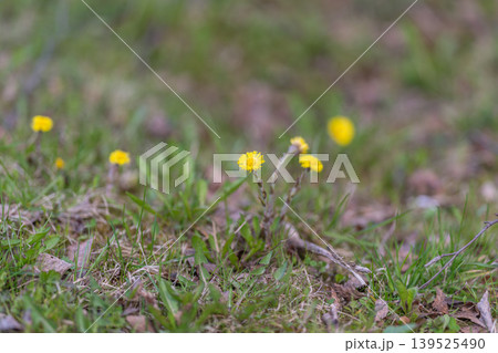 Bright meadow blossoms. Fresh spring flowers under soft sunlight on uneven terrain. Colorful small yellow flowers bloom over rugged grassy landscape in gentle sunlight Bright meadow blossoms. Fresh spring flowers under soft sunlight on uneven terrain. Colorful small yellow flowers bloom over rugged grassy landscape in gentle sunlight 139525490
