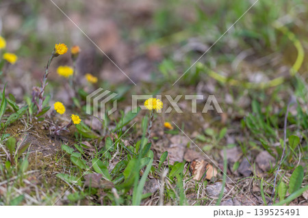 Delicate yellow flowers grow amidst decay. Young plants push through fallen leaves and damp moss. New growth sprouts among decaying foliage and moist moss in peaceful restoration Delicate yellow flowers grow amidst decay. Young plants push through fallen leaves and damp moss. New growth sprouts among decaying foliage and moist moss in peaceful restoration 139525491