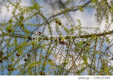 Serene natural arrangement highlighting connectivity with living environment. Delicate larch twigs with luminous buds and cones representing peaceful nature connection 139525495