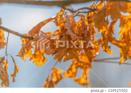 Backlit cluster against blue sky, vibrant orange hues glow through perforated leaves, crisp contrast with cool sky, season finale mood, outdoor minimalism and mindful nature moment Backlit cluster against blue sky, vibrant orange hues glow through perforated leaves, crisp contrast with cool sky, season finale mood, outdoor minimalism and mindful nature moment 139525502