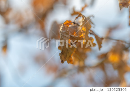 Fading oak leaf against sky, soft focus creates contemplative blur, lacelike veins visible, muted brown tones, sense of seasonal transition and mindful stillness Fading oak leaf against sky, soft focus creates contemplative blur, lacelike veins visible, muted brown tones, sense of seasonal transition and mindful stillness 139525503