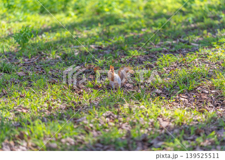 Red squirrel sitting alert on ground under warm sunlight, attentive posture with upright ears and bright eyes, gentle park backdrop with fresh grass and leaf shadows 139525511