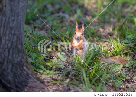 Squirrel stores food. Red squirrel gathering and hiding seeds. Focused red squirrel forages among leaf litter. Seasonal instinct guides squirrel in collecting and burying food Squirrel stores food. Red squirrel gathering and hiding seeds. Focused red squirrel forages among leaf litter. Seasonal instinct guides squirrel in collecting and burying food 139525515