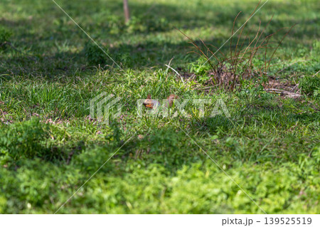 Vivid squirrel peers through grasses with attentive gaze and tiny paws. Inquisitive red squirrel gently grips seed while attentively watching its surroundings in nature 139525519