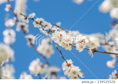Springtime almond flowers in focus. Delicate almond blossoms under bright blue sky. Vibrant almond blossoms with airy background and sharp details in spring orchard setting Springtime almond flowers in focus. Delicate almond blossoms under bright blue sky. Vibrant almond blossoms with airy background and sharp details in spring orchard setting 139525529