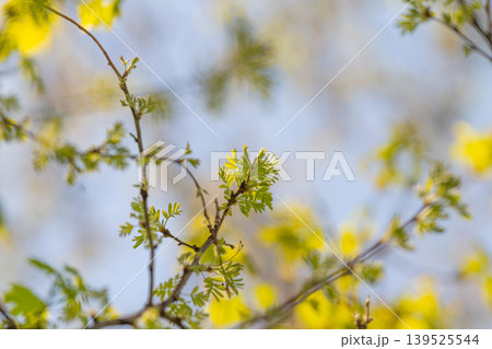 Vivid scene of blooming branches. Depicting vibrant life of spring blossoms and activity. Showcasing energetic plant growth and pollinator activity in urban garden setting Vivid scene of blooming branches. Depicting vibrant life of spring blossoms and activity. Showcasing energetic plant growth and pollinator activity in urban garden setting 139525544