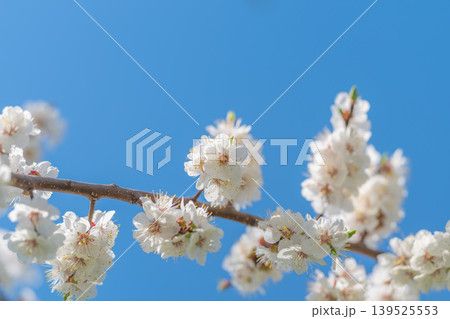 Closeup of blooming white flowers. Detailed view of delicate floral blossoms in morning light. Artistic photograph highlighting fine veins and soft background bokeh 139525553