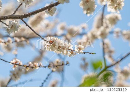 Spring flowers bloom. White blossoms amid fresh greenery. Vivid white blooms with green foliage close up. Bright springtime flowers surrounded by young lush green leaves 139525559