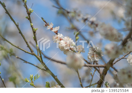 Design featuring repeating blossom clusters with textured background. Repeated floral motifs with delicate stamens forming graphic background suitable for packaging Design featuring repeating blossom clusters with textured background. Repeated floral motifs with delicate stamens forming graphic background suitable for packaging 139525584