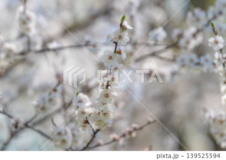 Detailed flower closeup. Intimate study highlighting flower textures and pollen details. Precise botanical observation emphasizing petal delicacy and minute pollen structures 139525594