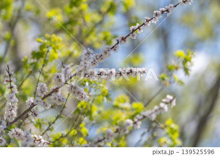 Soft pastel flower illustration example. Delicate springtime floral branch with calm tones. Pastel colored floral arrangement with soothing atmosphere and airy feel 139525596