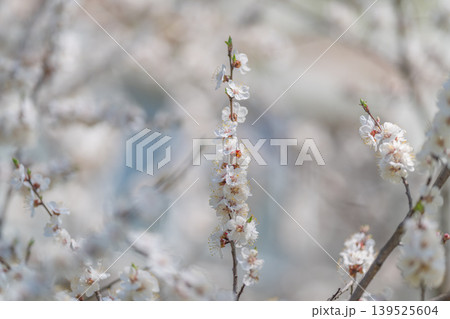 Gentle elongated flower cluster. Serene background featuring soft pastel blossom spike. Peaceful backdrop showcasing elongated pastel flower cluster with gentle highlights Gentle elongated flower cluster. Serene background featuring soft pastel blossom spike. Peaceful backdrop showcasing elongated pastel flower cluster with gentle highlights 139525604