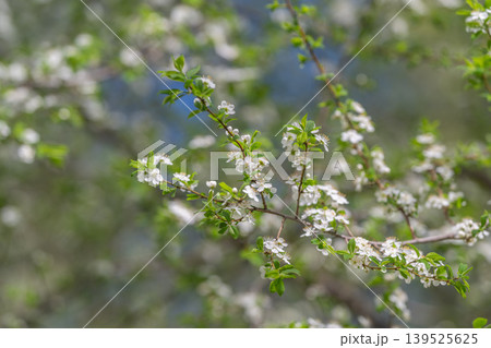 Blooming orchard branch. Springtime orchard with white blossoms. Early season orchard laden with white flowers. Tree branch bursting with white blooms and soft ambient light Blooming orchard branch. Springtime orchard with white blossoms. Early season orchard laden with white flowers. Tree branch bursting with white blooms and soft ambient light 139525625