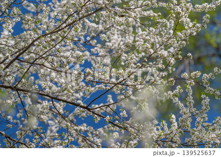 Flowers shine brightly. Colorful blooms bloom under sky. Beautiful petals radiate under clear blue sky. Vivid flowers bloom with radiant beauty beneath peaceful azure skies Flowers shine brightly. Colorful blooms bloom under sky. Beautiful petals radiate under clear blue sky. Vivid flowers bloom with radiant beauty beneath peaceful azure skies 139525637
