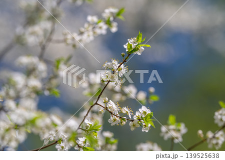 Springtime heralds vibrant growth. Renewal blooms in colorful spring landscape. Arrival of spring inspires renewal through lush foliage and blooming garden spectacle Springtime heralds vibrant growth. Renewal blooms in colorful spring landscape. Arrival of spring inspires renewal through lush foliage and blooming garden spectacle 139525638