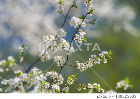 Energetic seasonal scene with swaying flowering branch in daylight. Lively motion of blossoming branch under bright sun reflecting seasonal optimism and outdoor energy 139525639
