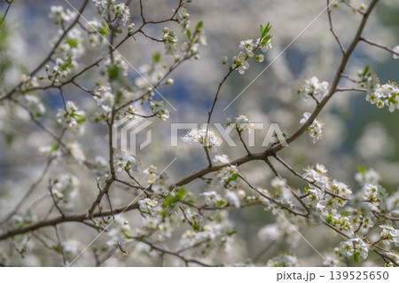 Spring orchard branches with blossoms, dappled sunlight on textured bark, distant hillside blur, mood of hopeful renewal, imagery suited for agriculture and seasonal branding Spring orchard branches with blossoms, dappled sunlight on textured bark, distant hillside blur, mood of hopeful renewal, imagery suited for agriculture and seasonal branding 139525650