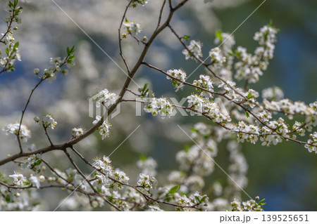 White blossoms hosting tiny pollinators in spring, bee activity implied with nectar focus, ecological pollination moment captured among fresh leaves and soft light White blossoms hosting tiny pollinators in spring, bee activity implied with nectar focus, ecological pollination moment captured among fresh leaves and soft light 139525651