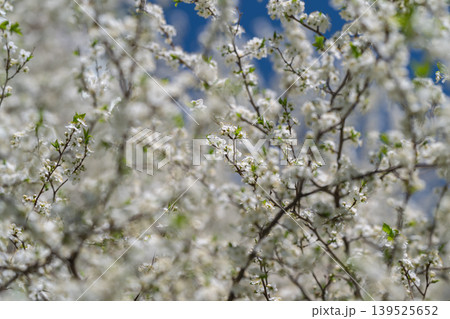 Elegant white floral background suitable for templates and editorial projects. Minimalistic white flower imagery providing versatile space for creative branding and design layouts 139525652