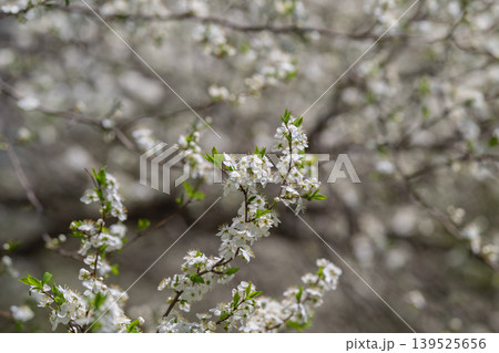 Closeup of white blossoms on tree branches with gentle environment. Detailed view of fragile white flowers on twigs amidst early spring scenery with soothing colors Closeup of white blossoms on tree branches with gentle environment. Detailed view of fragile white flowers on twigs amidst early spring scenery with soothing colors 139525656