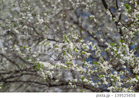 Sunlit flowers with gentle shadows. Sunshine illuminating delicate petals and fresh leaves. Illuminated white blossoms radiating warmth with tender spring ambiance Sunlit flowers with gentle shadows. Sunshine illuminating delicate petals and fresh leaves. Illuminated white blossoms radiating warmth with tender spring ambiance 139525658