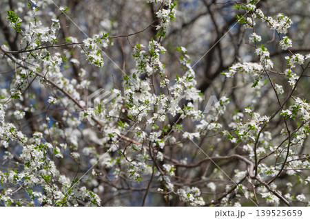 Gentle floral scene. Springtime blossoms with lush greenery. Softfocus flowers with vibrant leaves in spring. Delicate white flowers and fresh foliage in peaceful woodland setting Gentle floral scene. Springtime blossoms with lush greenery. Softfocus flowers with vibrant leaves in spring. Delicate white flowers and fresh foliage in peaceful woodland setting 139525659