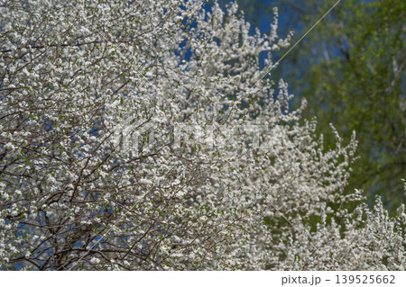 Flowers bright sky. Spring blooms under clear sky. White flowers bloom beneath vivid blue sky. Flowering trees illuminate springtime sky with their brilliant blossoms Flowers bright sky. Spring blooms under clear sky. White flowers bloom beneath vivid blue sky. Flowering trees illuminate springtime sky with their brilliant blossoms 139525662