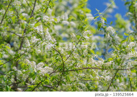 White flowers framed by clear sky, fine branch lines cross vibrant azure backdrop, crisp green leaves and scattered blossoms emphasize clarity and seasonal renewal White flowers framed by clear sky, fine branch lines cross vibrant azure backdrop, crisp green leaves and scattered blossoms emphasize clarity and seasonal renewal 139525664