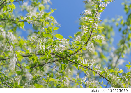 Morning blossoms bloom. Clear morning scene with colorful blossoms and sunny skies. Pristine spring morning where bright sky highlights flourishing trees and fresh greenery Morning blossoms bloom. Clear morning scene with colorful blossoms and sunny skies. Pristine spring morning where bright sky highlights flourishing trees and fresh greenery 139525679